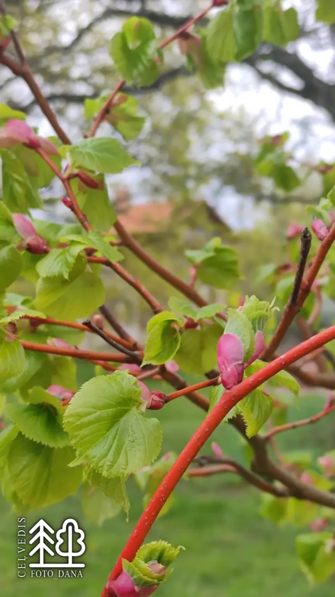 Tilia cordata   'Winter Orange'